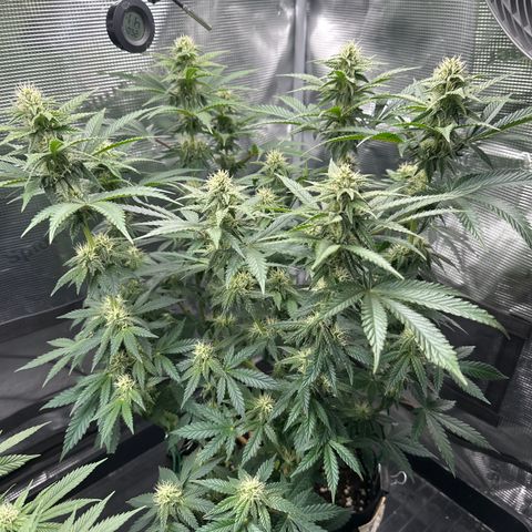 Runtz 1 growlog timeline photo