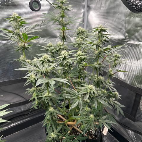 Runtz x Layer Cake 1 growlog timeline photo