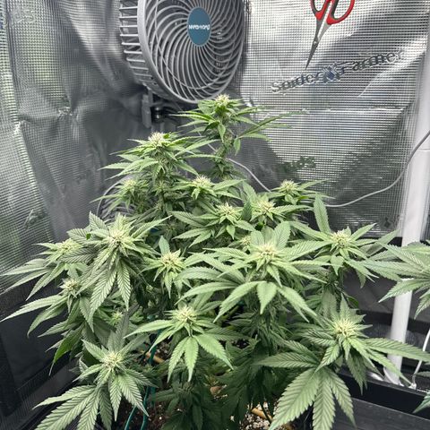 Runtz x Layer Cake 2 growlog timeline photo