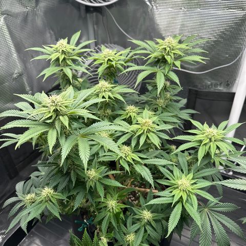 Runtz 2 growlog timeline photo