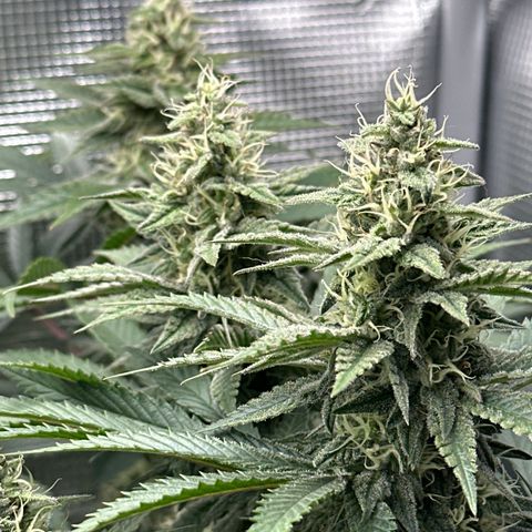 Runtz 1 growlog timeline photo