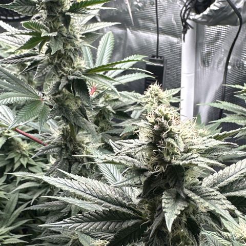 Runtz x Layer Cake 1 growlog timeline photo