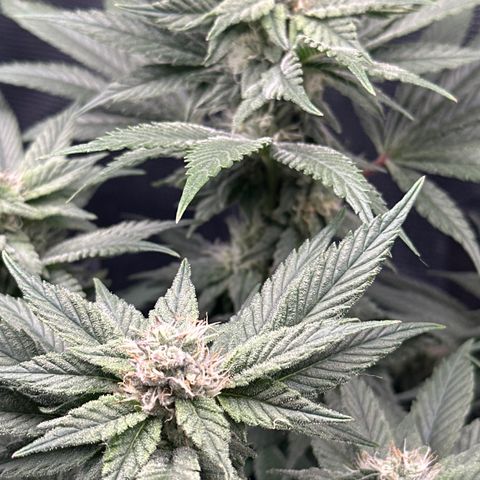 Runtz x Layer Cake 2 growlog timeline photo