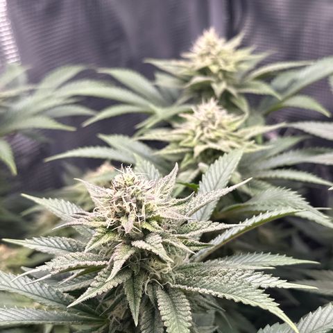 Runtz 2 growlog timeline photo