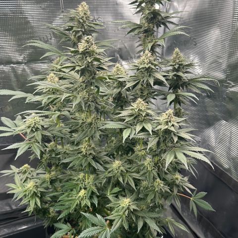 Runtz x Layer Cake 1 growlog timeline photo