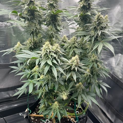 Runtz 1 growlog timeline photo