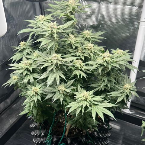 Runtz x Layer Cake 2 growlog timeline photo
