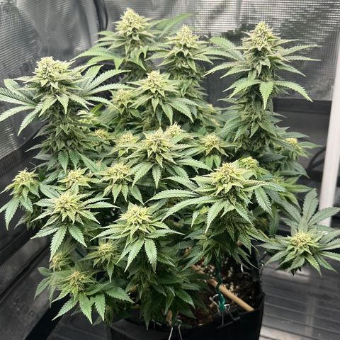 Runtz 2 growlog timeline photo