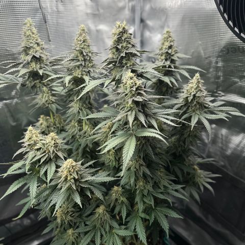Runtz 1 growlog timeline photo