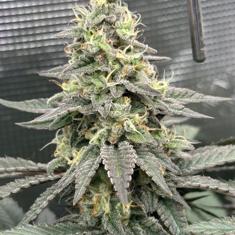 Runtz 1 growlog timeline photo