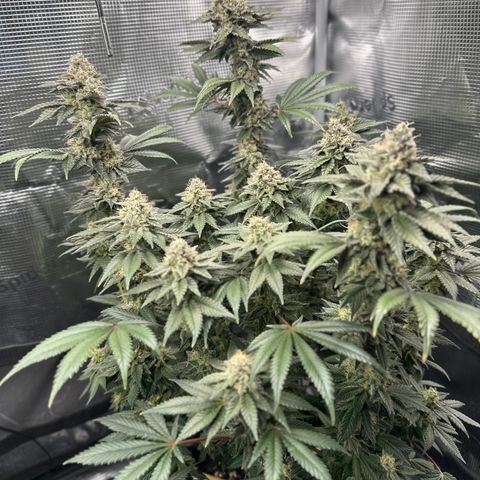 Runtz x Layer Cake 1 growlog timeline photo