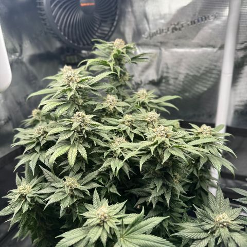 Runtz x Layer Cake 2 growlog timeline photo