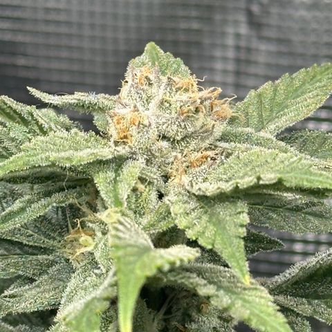 Runtz x Layer Cake 2 growlog timeline photo