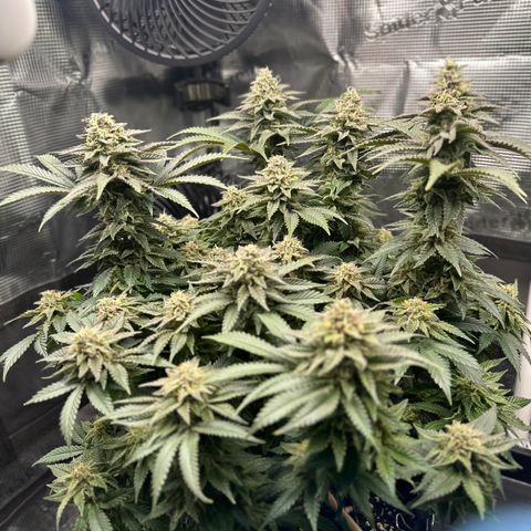 Runtz 2 growlog timeline photo