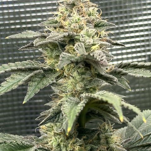 Runtz x Layer Cake 1 growlog timeline photo