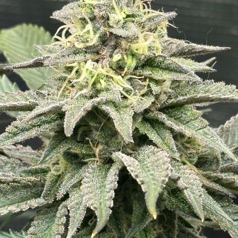 Runtz 2 growlog timeline photo