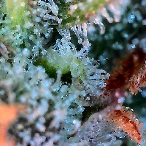 Runtz 1 growlog timeline photo