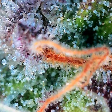 Runtz 2 growlog timeline photo