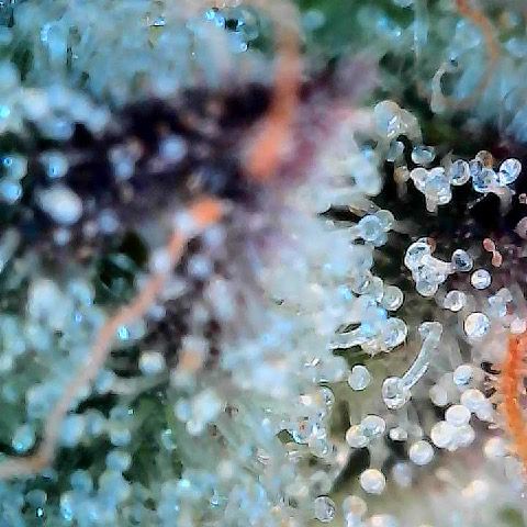 Runtz x Layer Cake 1 growlog timeline photo
