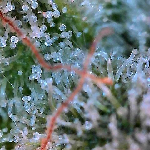 Runtz x Layer Cake 2 growlog timeline photo