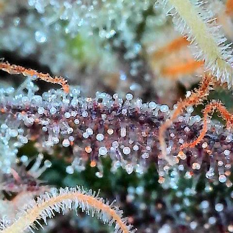 Runtz 2 growlog timeline photo
