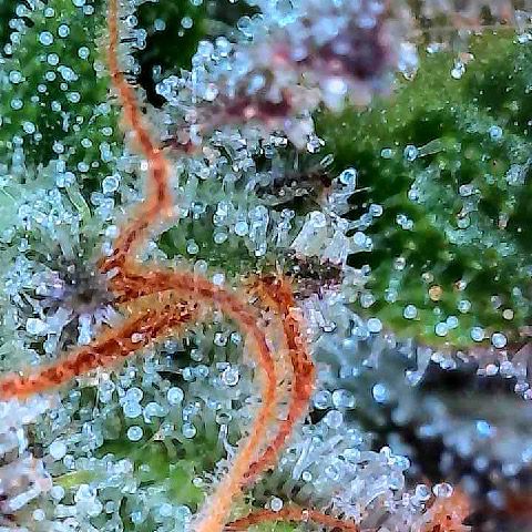 Runtz 2 growlog timeline photo
