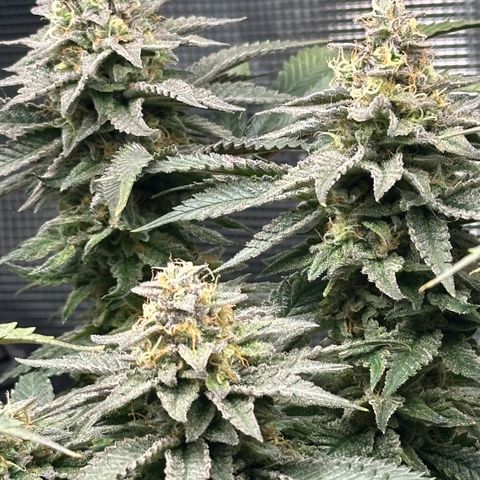 Runtz 2 growlog timeline photo