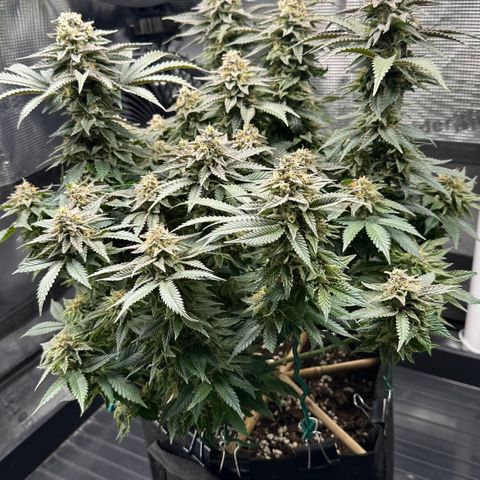 Runtz 2 growlog timeline photo