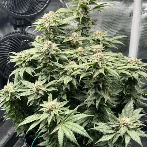 Runtz x Layer Cake 2 growlog timeline photo