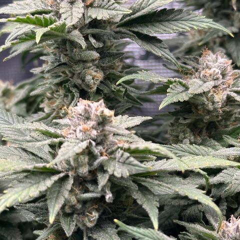 Runtz x Layer Cake 2 growlog timeline photo