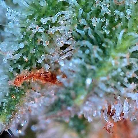 Runtz x Layer Cake 2 growlog timeline photo