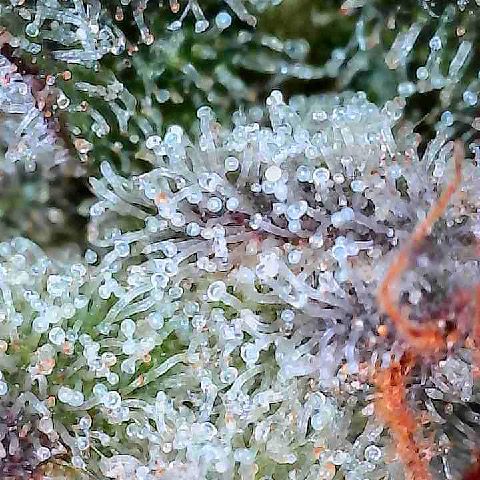Runtz x Layer Cake 2 growlog timeline photo