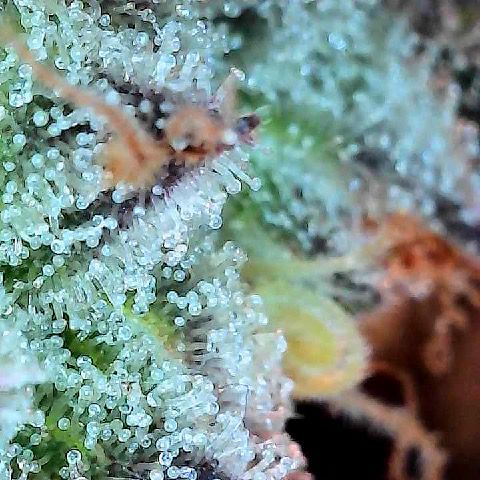 Runtz x Layer Cake 1 growlog timeline photo