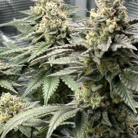 Runtz x Layer Cake 1 growlog timeline photo