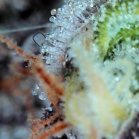 Runtz x Layer Cake 1 growlog timeline photo