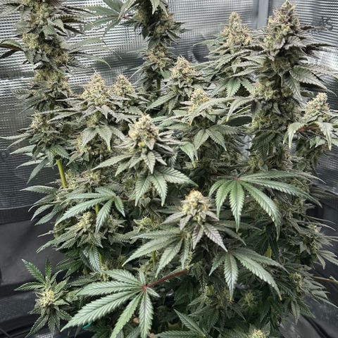 Runtz x Layer Cake 1 growlog timeline photo