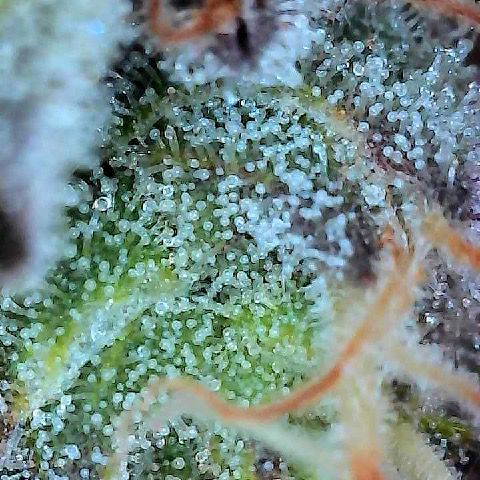 Runtz 1 growlog timeline photo