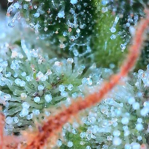 Runtz 1 growlog timeline photo