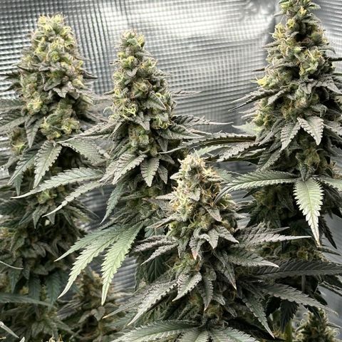 Runtz 1 growlog timeline photo