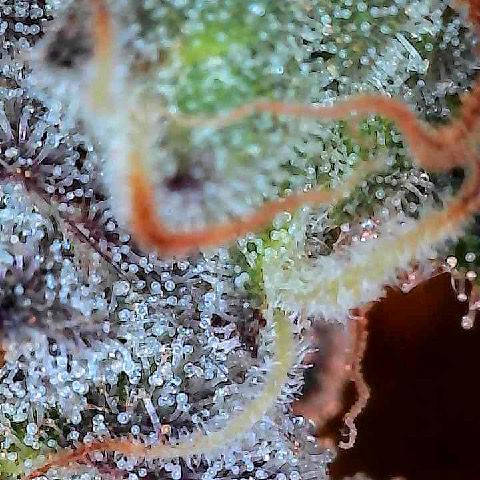 Runtz 1 growlog timeline photo