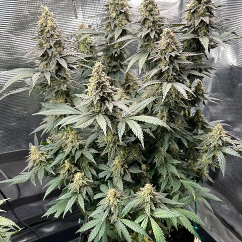 Runtz 1 growlog timeline photo