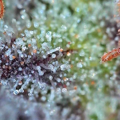 Runtz 2 growlog timeline photo