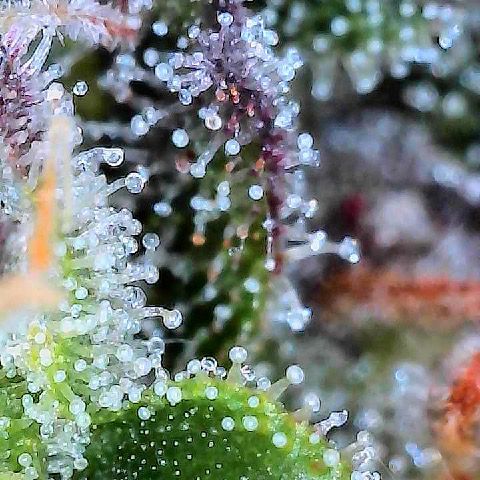 Runtz 2 growlog timeline photo
