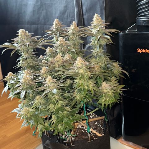 Runtz 2 growlog timeline photo