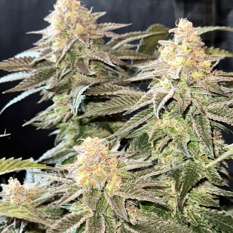 Runtz 2 growlog timeline photo