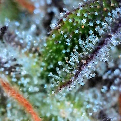 Runtz 2 growlog timeline photo