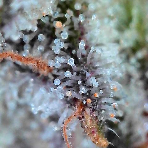 Runtz x Layer Cake 2 growlog timeline photo