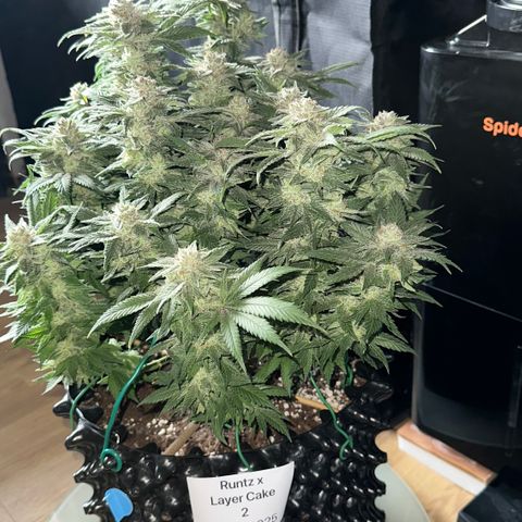 Runtz x Layer Cake 2 growlog timeline photo