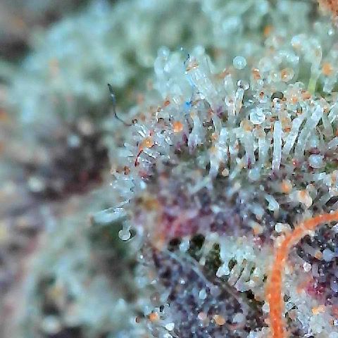 Runtz x Layer Cake 2 growlog timeline photo