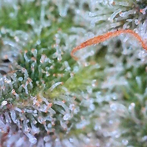 Runtz x Layer Cake 2 growlog timeline photo